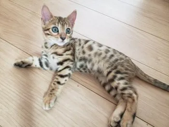 ヒロ 様のお迎えした子猫