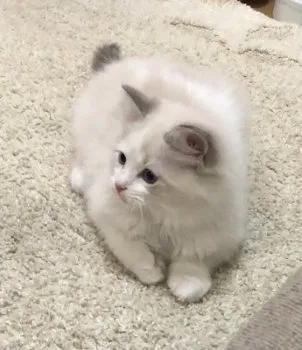 エゴダ 様のお迎えした子猫