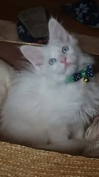 パンダ 様のお迎えした子猫