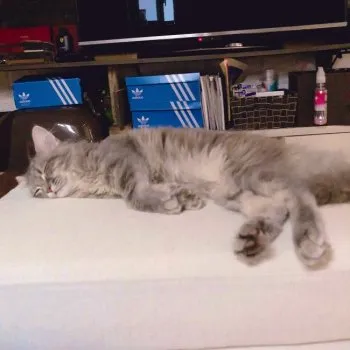 まよ 様のお迎えした子猫