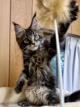 H.S 様のお迎えした子猫