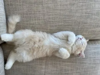 M 様のお迎えした子猫