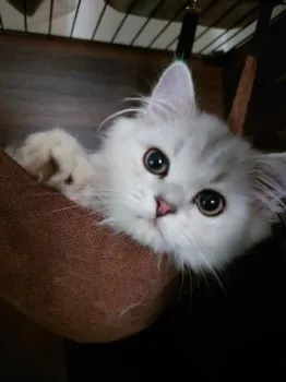 N.I 様のお迎えした子猫