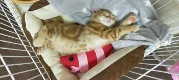 ちゃーこ 様のお迎えした子猫