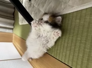 A.H 様のお迎えした子猫