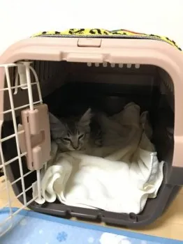 Lenny 様のお迎えした子猫