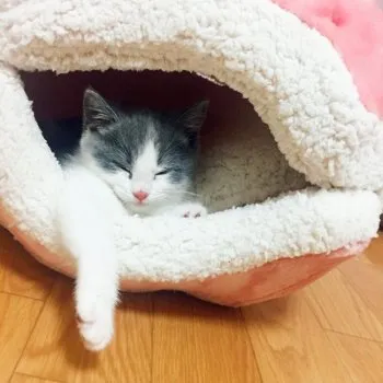 秋田 様のお迎えした子猫