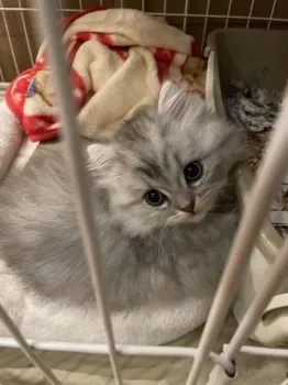 クミタケ 様のお迎えした子猫