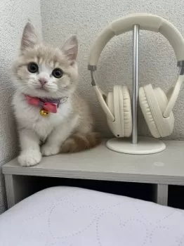 ソラ 様のお迎えした子猫