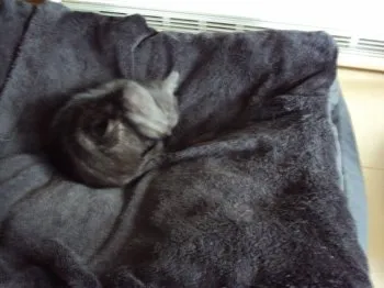 H.M 様のお迎えした子猫