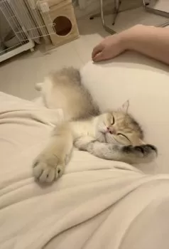 T.Y 様のお迎えした子猫