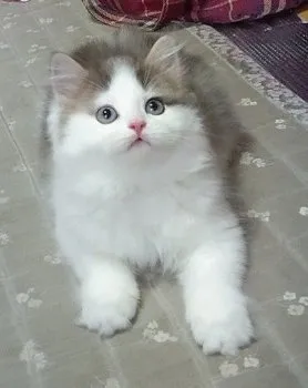 嶺那 様のお迎えした子猫