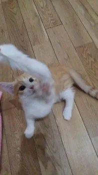 畠山 様のお迎えした子猫