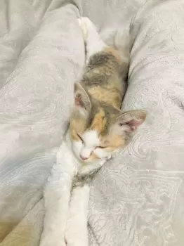M 様のお迎えした子猫