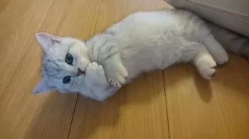 茨城県民 様のお迎えした子猫