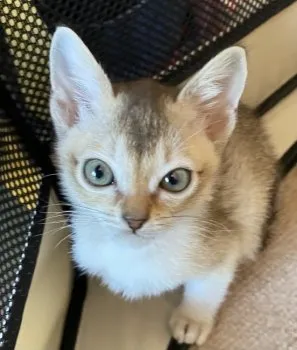 もこにゃん 様のお迎えした子猫