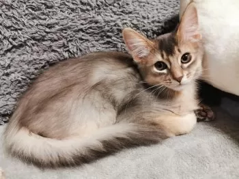 Y.H 様のお迎えした子猫