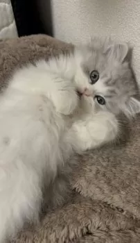 M.M 様のお迎えした子猫