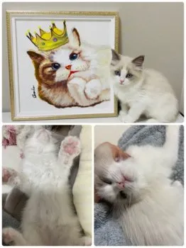 chibina 様のお迎えした子猫