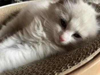 サン太 様のお迎えした子猫