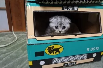 小豆・あずき 様のお迎えした子猫