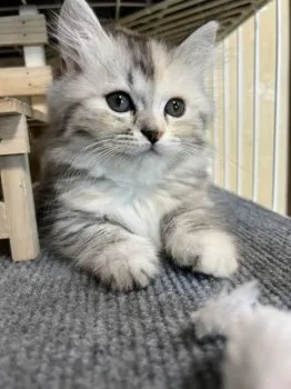 ぢぢ 様のお迎えした子猫