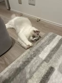 S.Ｉ 様のお迎えした子猫