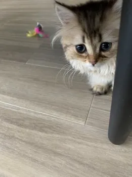 リン 様のお迎えした子猫