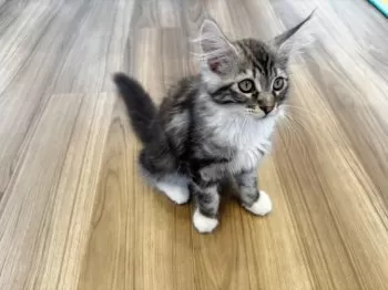 Y.O 様のお迎えした子猫