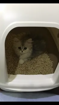 A.A 様のお迎えした子猫