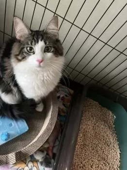 あんこ 様のお迎えした子猫