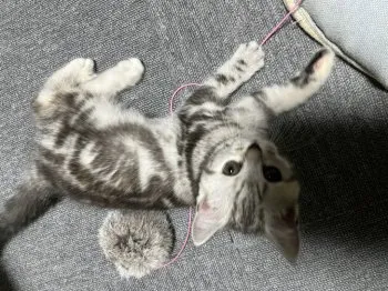 ニラ 様のお迎えした子猫