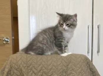 ららーん 様のお迎えした子猫