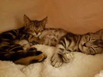 さとみママ 様のお迎えした子猫