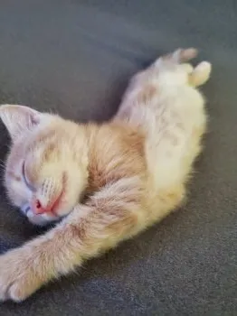 Y.M 様のお迎えした子猫