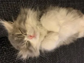 N 様のお迎えした子猫