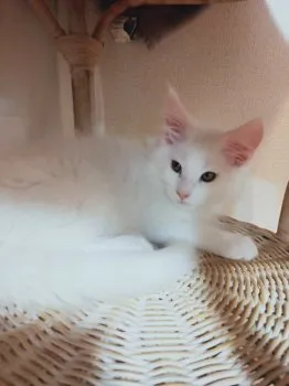 L&Bママ 様のお迎えした子猫
