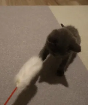 S.Y 様のお迎えした子猫