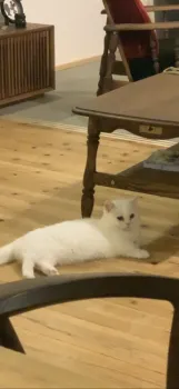 yuu 様のお迎えした子猫