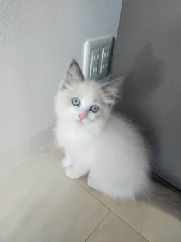 ねむとむくの飼い主 様のお迎えした子猫