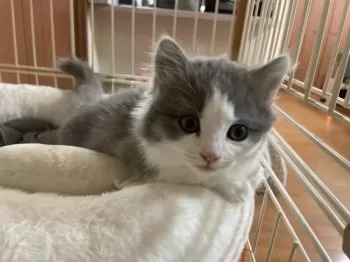 あいあい 様のお迎えした子猫