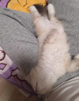 Y.E 様のお迎えした子猫