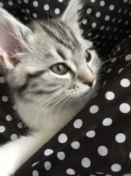 まる母 様のお迎えした子猫