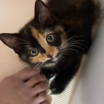 とと 様のお迎えした子猫