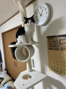 ちゃんり 様のお迎えした子猫