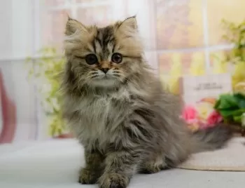 ひでたん 様のお迎えした子猫