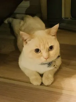 ナオコ 様のお迎えした子猫