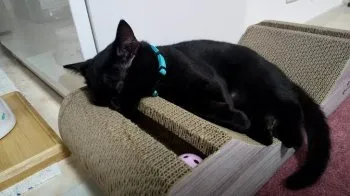 K.H 様のお迎えした子猫