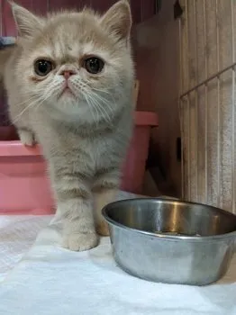 琥珀 様のお迎えした子猫