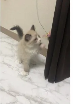 れなはむーん 様のお迎えした子猫